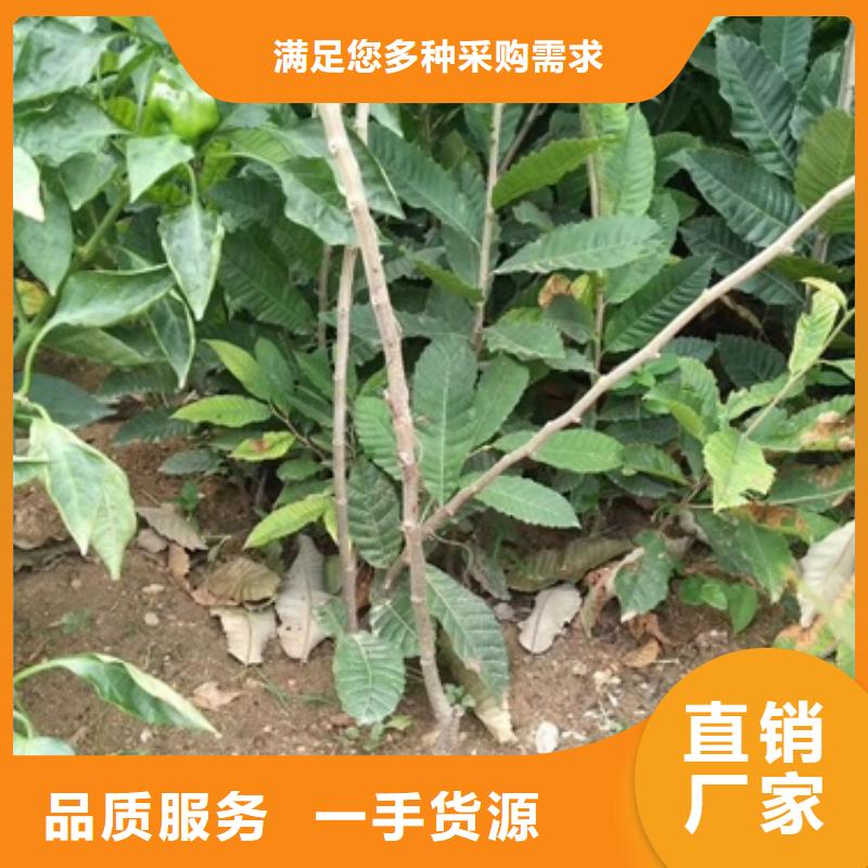 板栗苗山楂苗品质优选