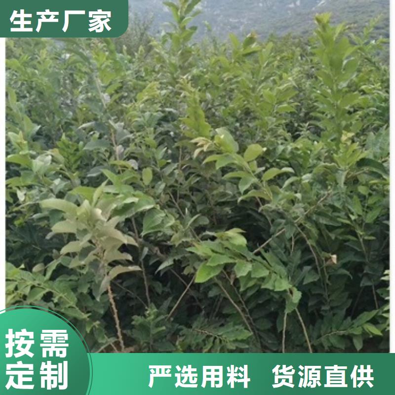 板栗苗一站式供應廠家