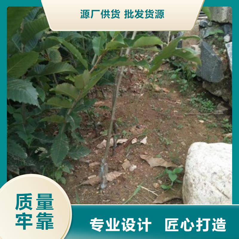 板栗苗山楂苗品质优选