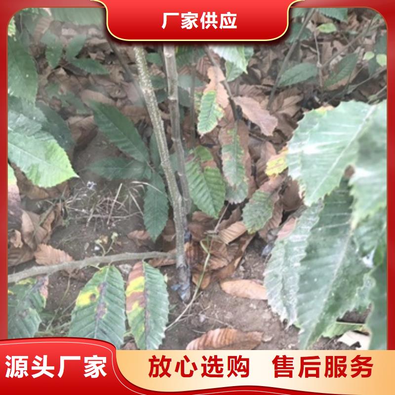 板栗苗一站式供應廠家