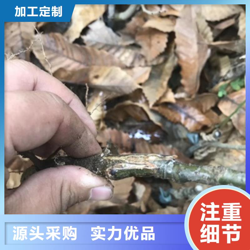 板栗苗一站式供應廠家