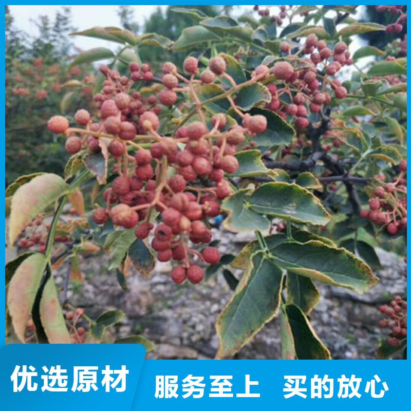花椒苗梨樹苗品質商家