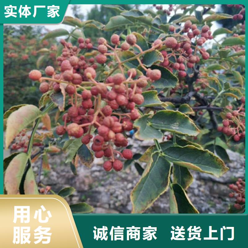 花椒苗梨樹苗多種規格庫存充足