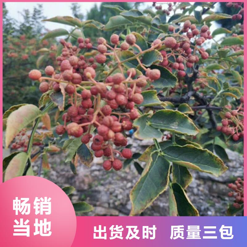 花椒苗-桃樹(shù)苗廠家質(zhì)量過(guò)硬
