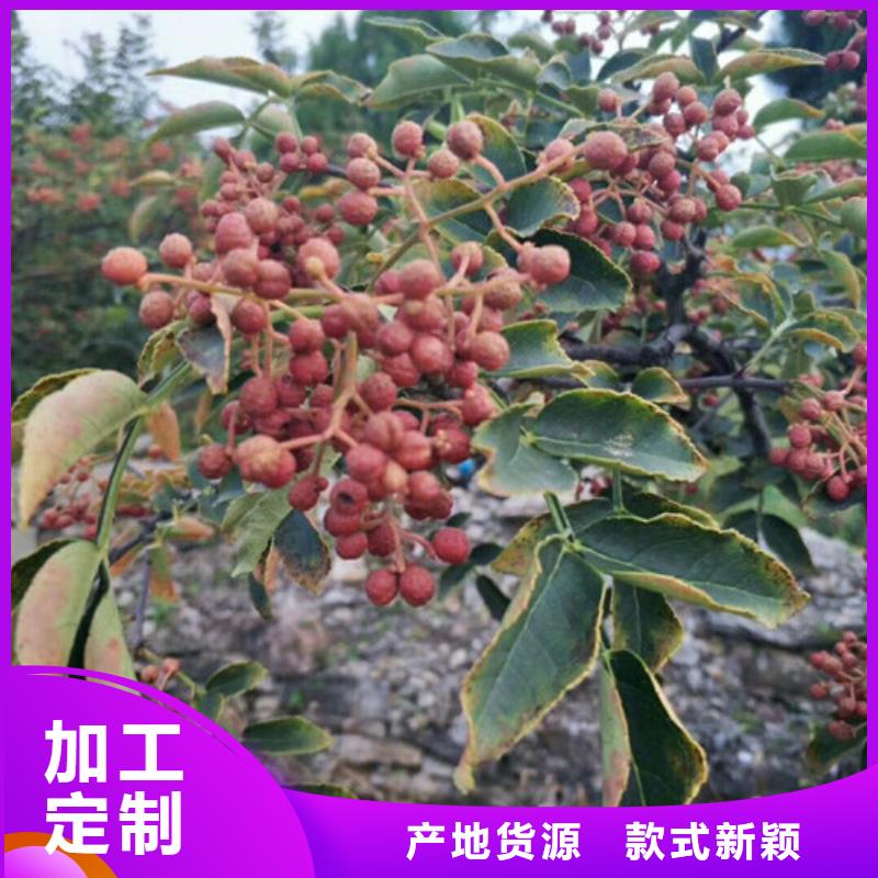 【花椒苗】板栗苗好產品有口碑