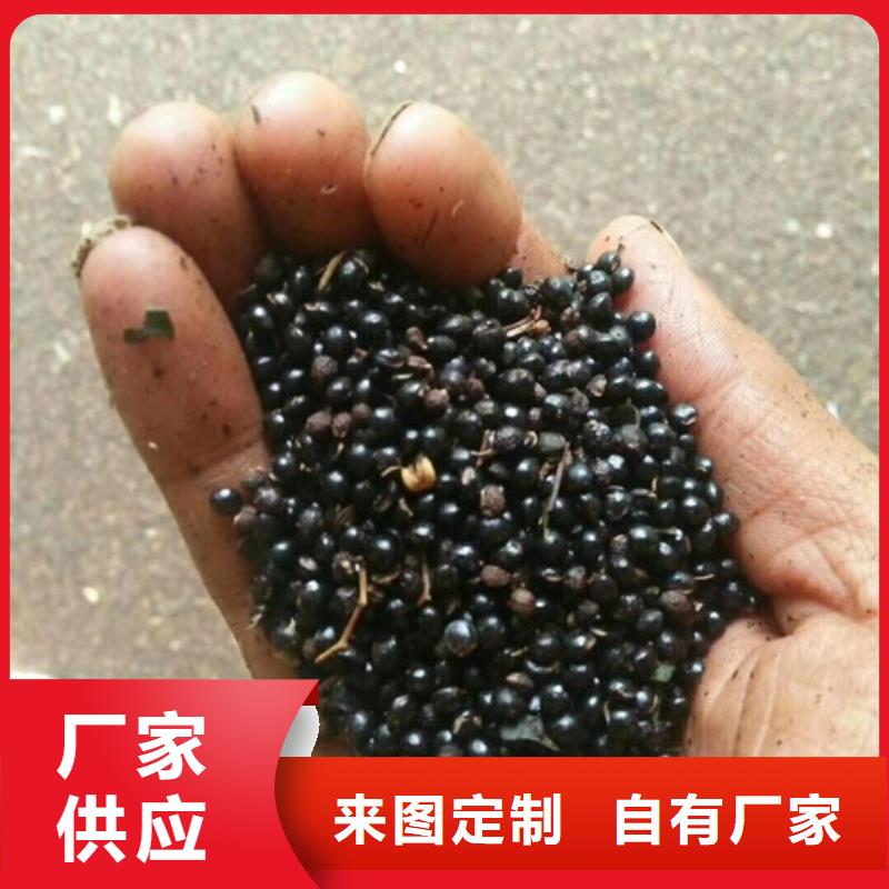 花椒苗【藍莓苗】現貨供應