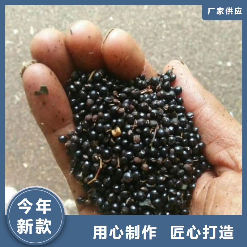 花椒苗藍莓苗產地工廠