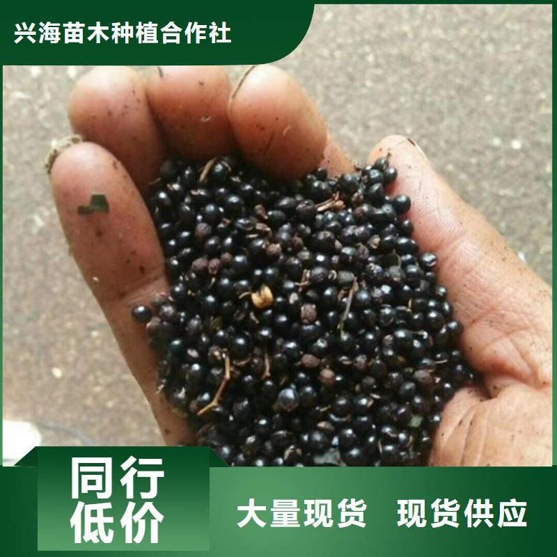 花椒苗梨樹苗誠信經(jīng)營