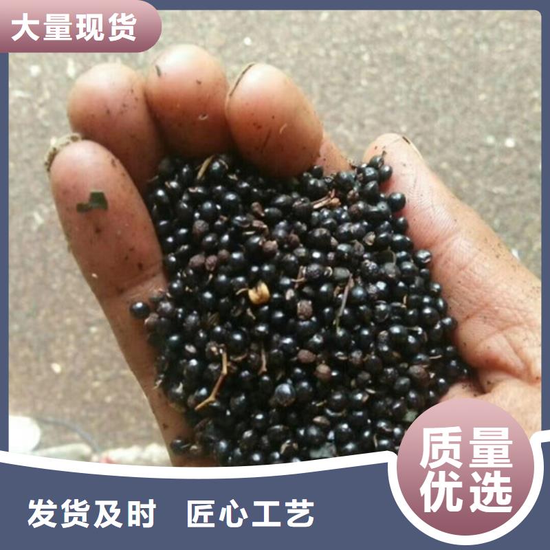 花椒苗梨樹苗多種規格庫存充足