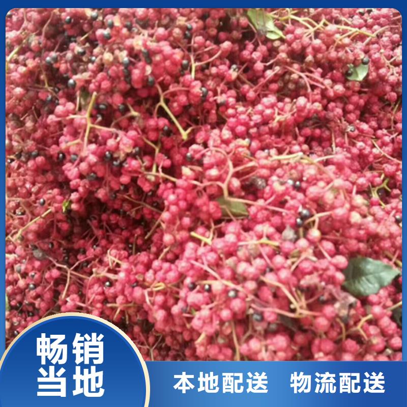 花椒苗直銷廠家