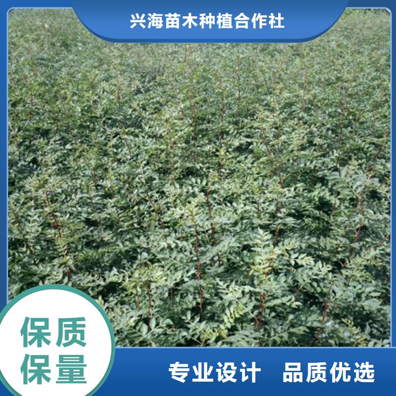 花椒苗视频-青海省海东市|海北|海西|果洛|黄南花椒苗-兴海