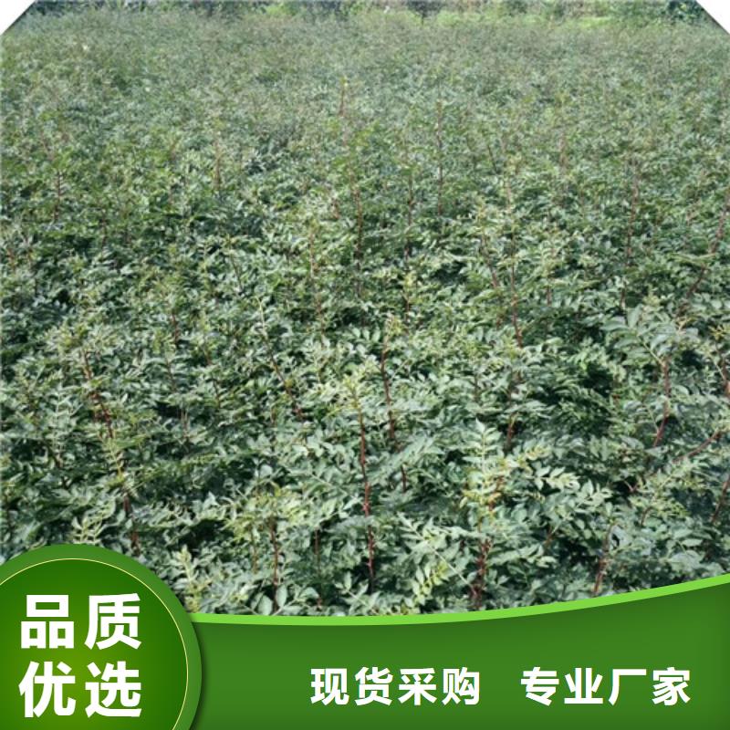 花椒苗細節決定成敗