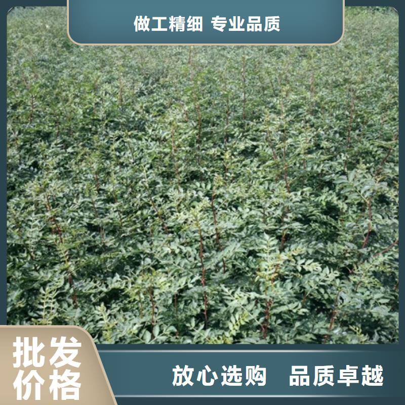 花椒苗,桃樹苗拒絕中間商