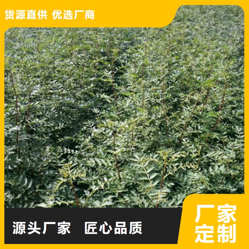 花椒苗【桃樹苗】的簡(jiǎn)單介紹