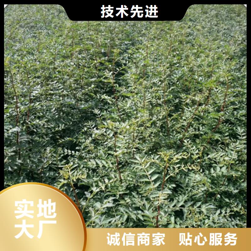 【花椒苗質(zhì)量檢測】