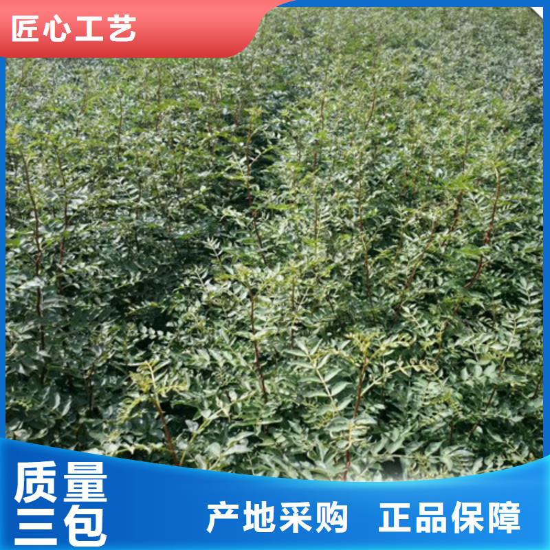 花椒苗板栗苗嚴格把控每一處細節