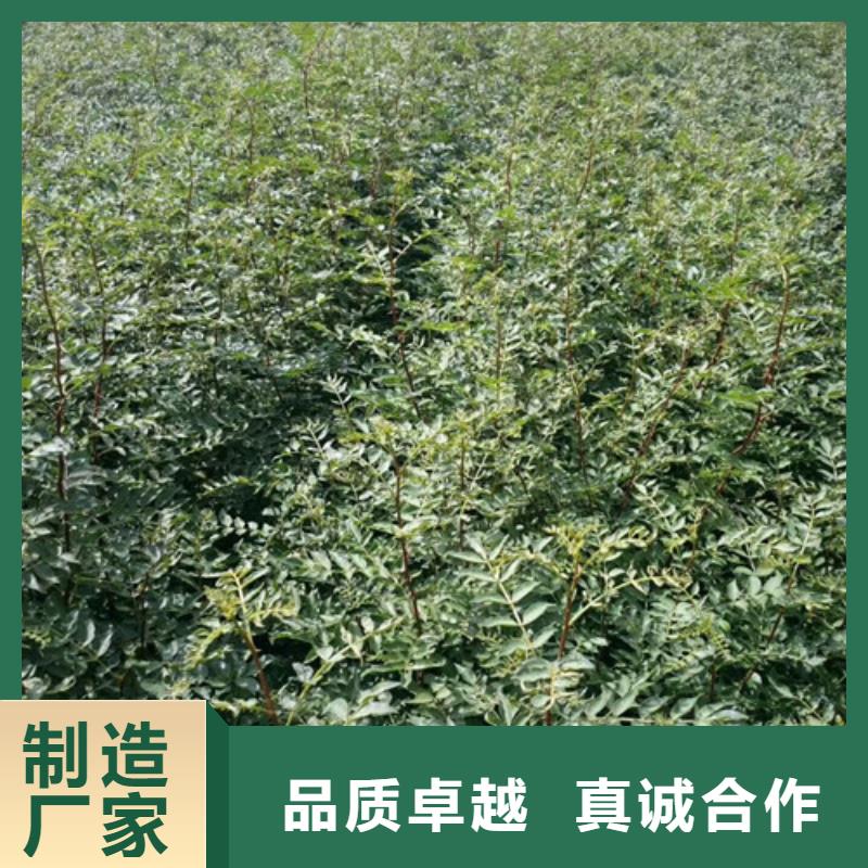 花椒苗蘋果苗免費回電