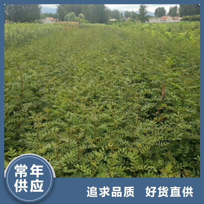 【花椒苗】_梨樹苗產地工廠