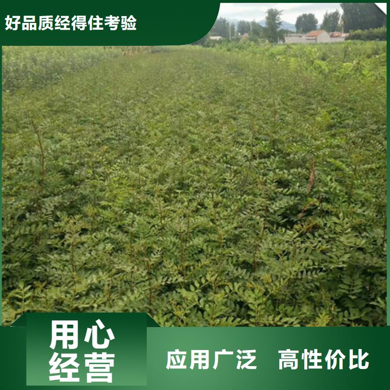 花椒苗李子苗好產品放心購