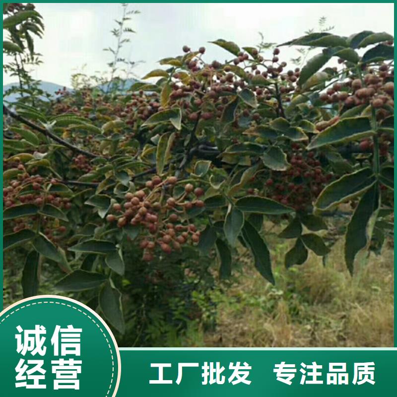 花椒苗-板栗苗詳細參數