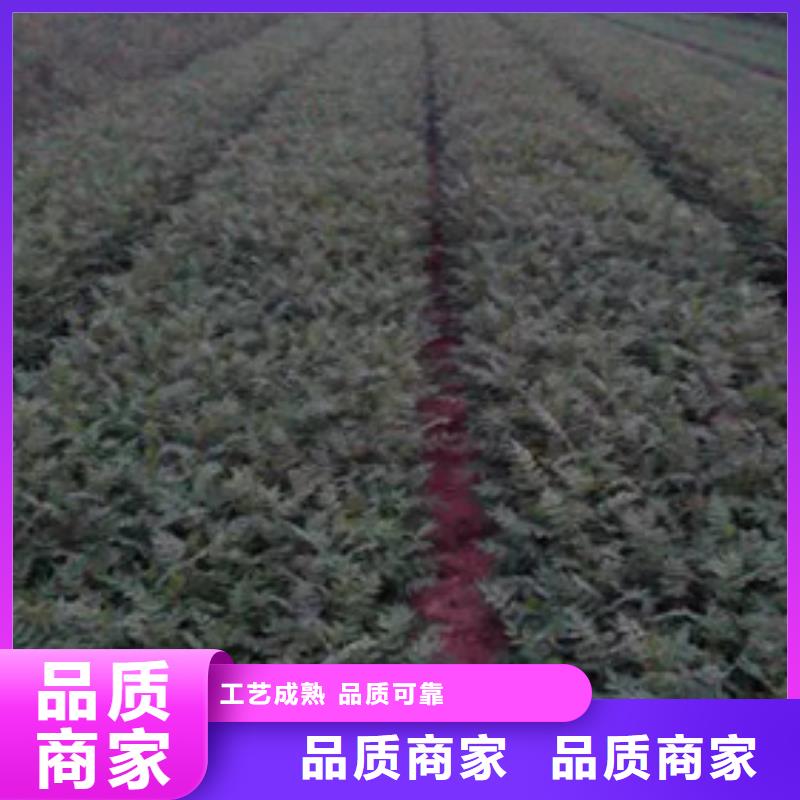 花椒苗视频-青海省海东市|海北|海西|果洛|黄南花椒苗-兴海