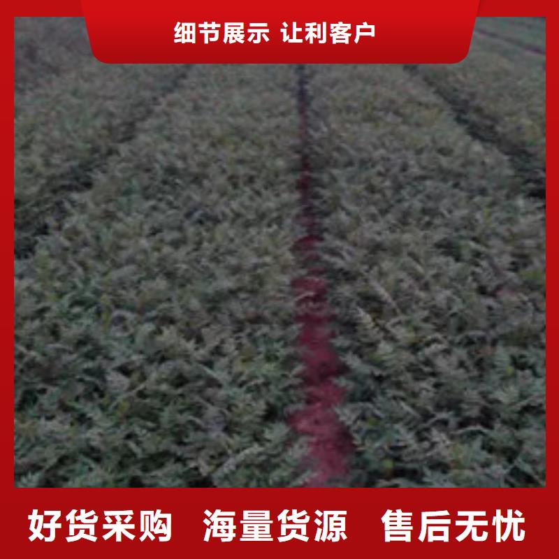 花椒苗藍莓苗廠家直銷規格多樣