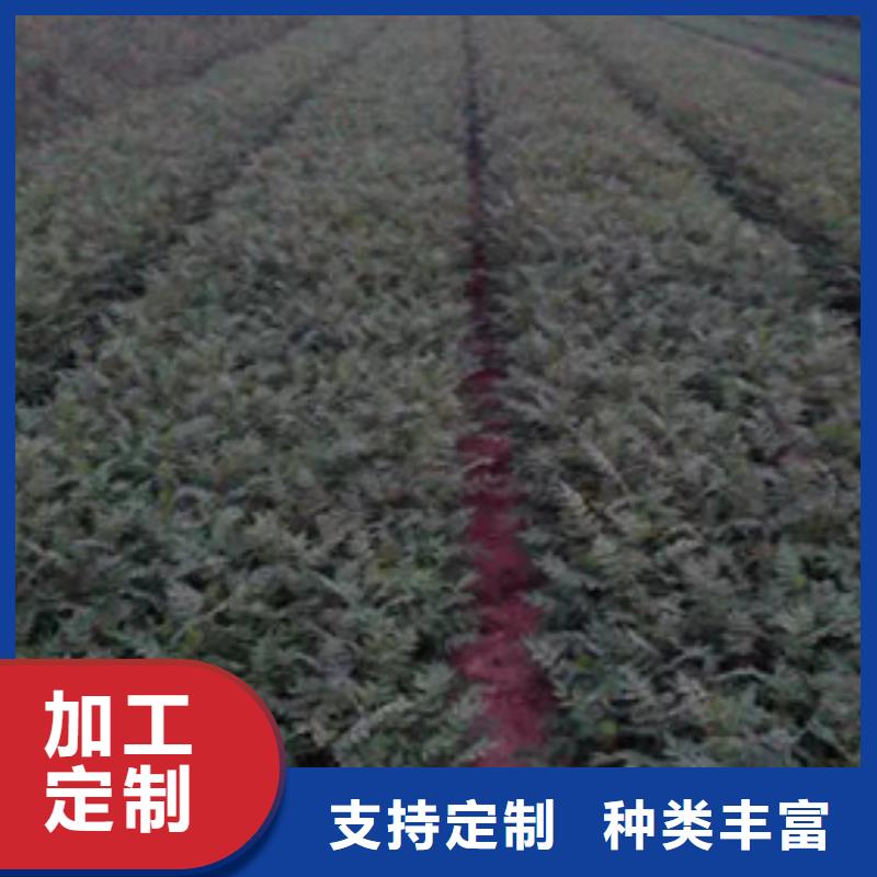 【花椒苗板栗苗多種規格供您選擇】