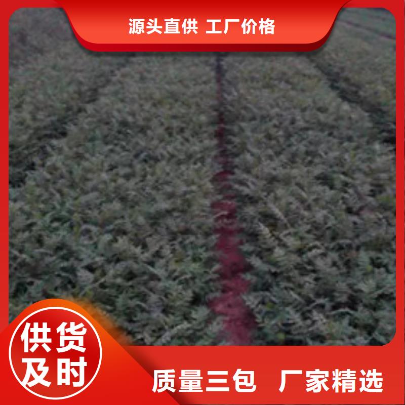 【花椒苗】李子苗本地配送