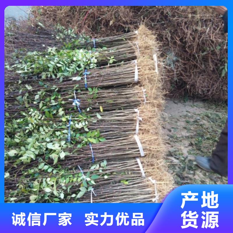 花椒苗【桃樹苗】的簡(jiǎn)單介紹
