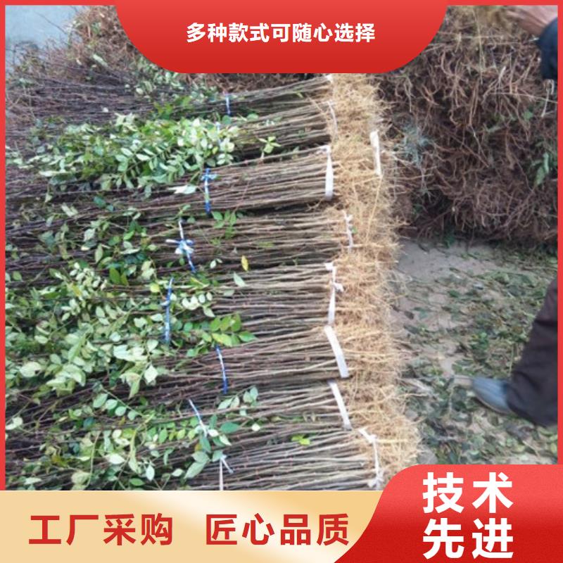 【花椒苗藍莓苗精工打造】