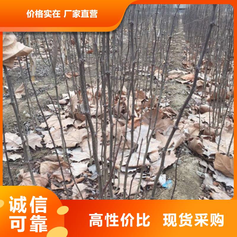 花椒苗视频-如皋|港闸|徐州|宿迁|泰州|常州|连云港兴海花椒苗_ 兴海苗木种植社(南通市分公司)