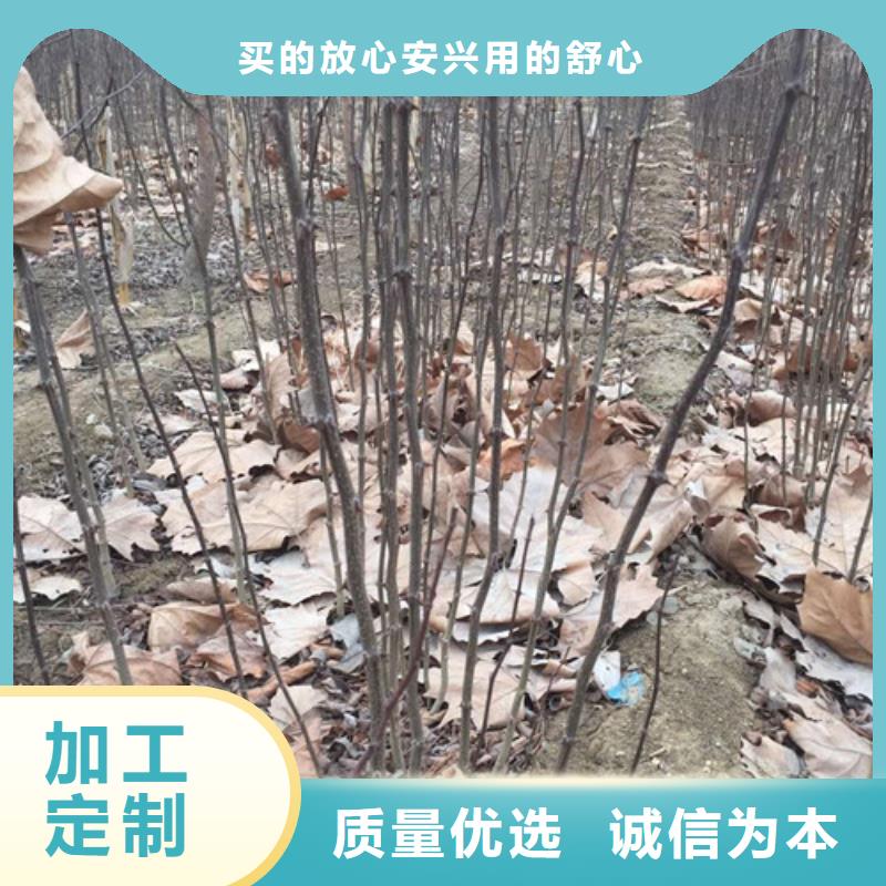 花椒苗【梨樹苗】支持大小批量采購