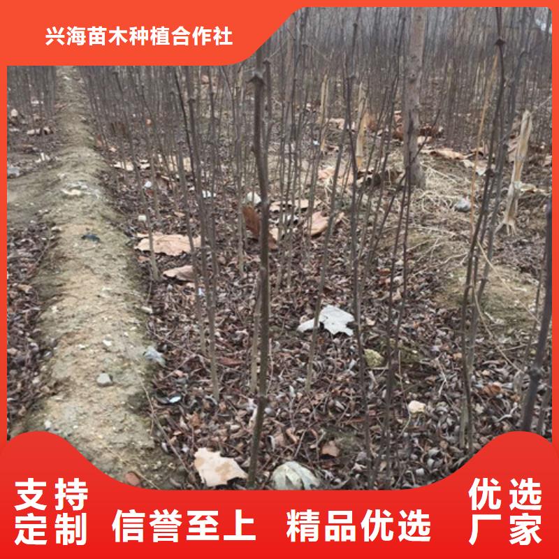 花椒苗_藍莓苗實體廠家支持定制