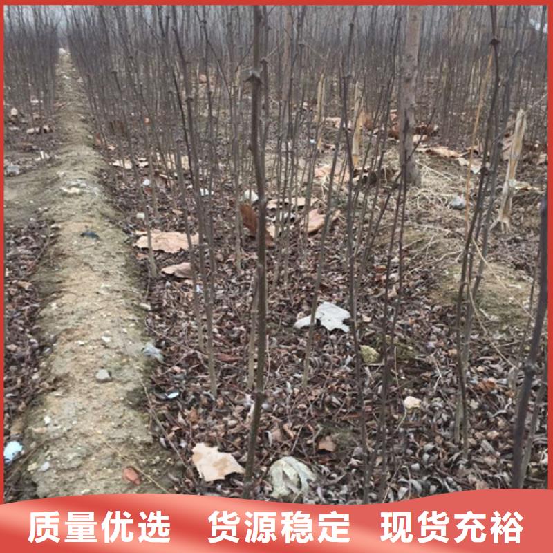 花椒苗藍莓苗廠家直銷規格多樣