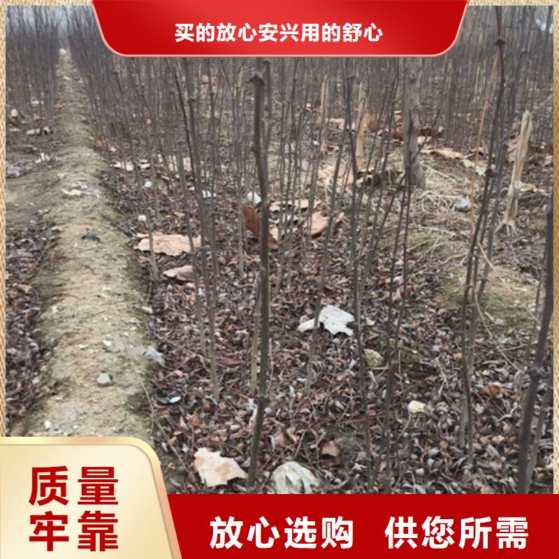 花椒苗桃树苗每一处都是匠心制作