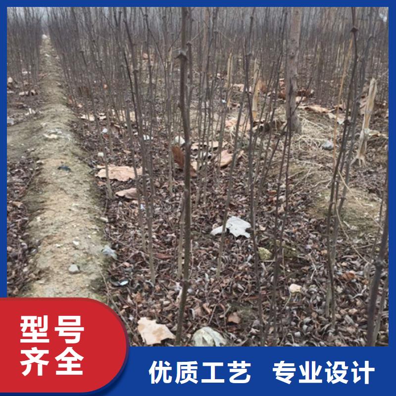 花椒苗山楂苗多家仓库发货