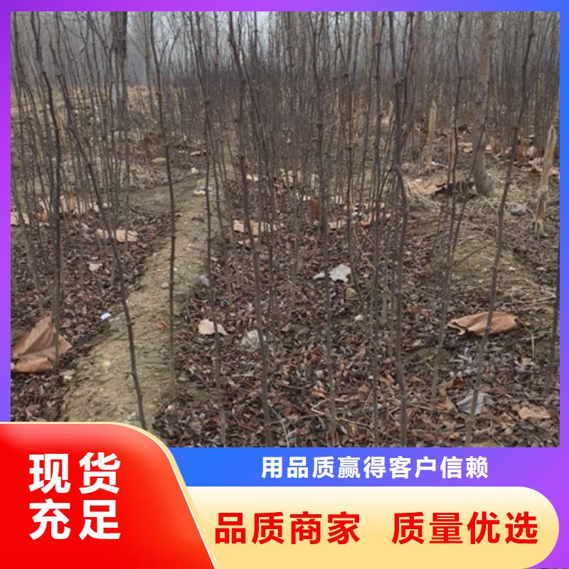 花椒苗種類豐富
