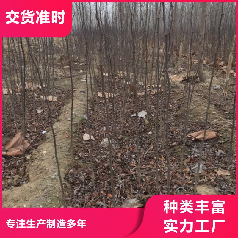 花椒苗-桃樹(shù)苗廠家質(zhì)量過(guò)硬