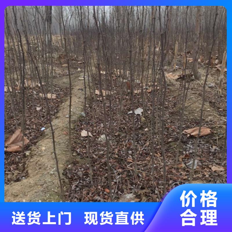 【花椒苗質(zhì)量檢測】