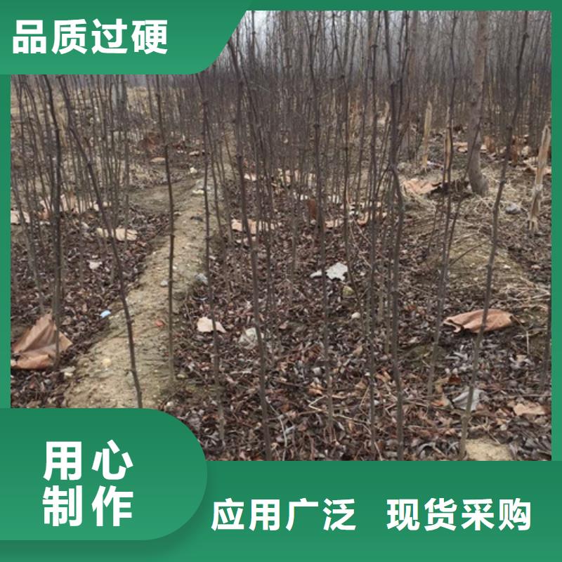 【花椒苗價格實惠工廠直供】
