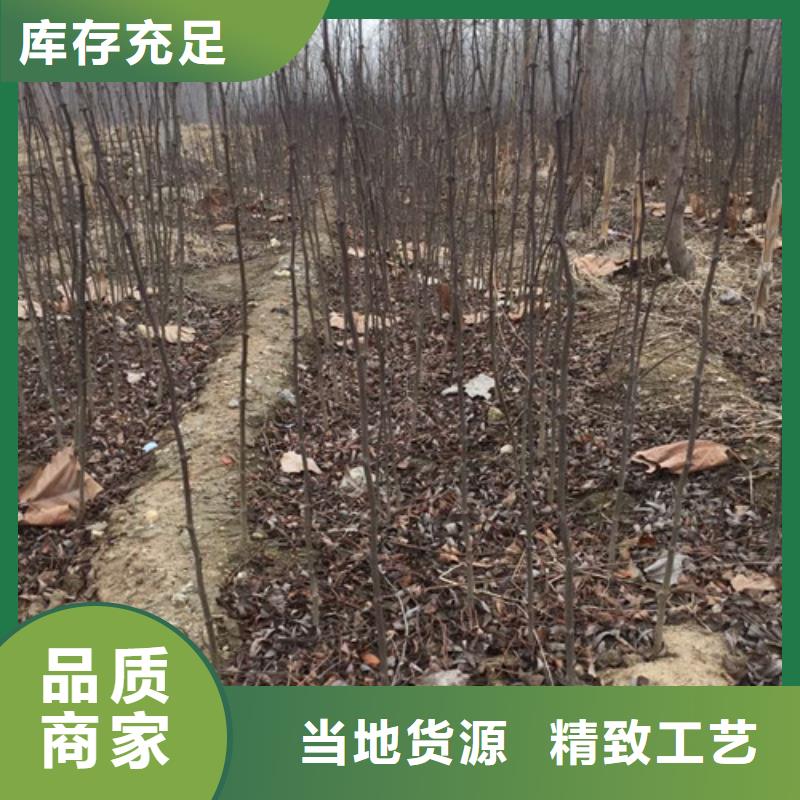 花椒苗山楂苗多家倉(cāng)庫(kù)發(fā)貨