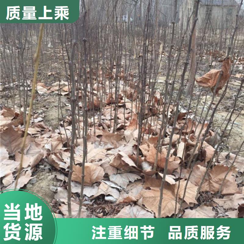 花椒苗【核桃苗】品質(zhì)有保障