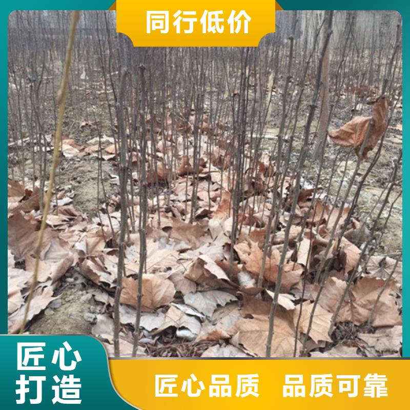 花椒苗李子苗現貨充足