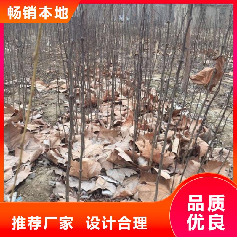 花椒苗【板栗苗】產(chǎn)品性能