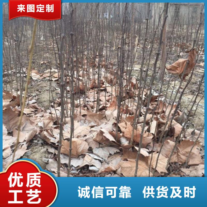 花椒苗视频-如皋|港闸|徐州|宿迁|泰州|常州|连云港兴海花椒苗_ 兴海苗木种植社(南通市分公司)