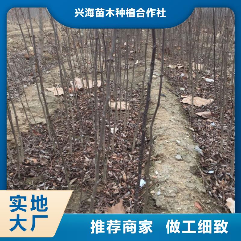 花椒苗【山楂苗】好品質經得住考驗