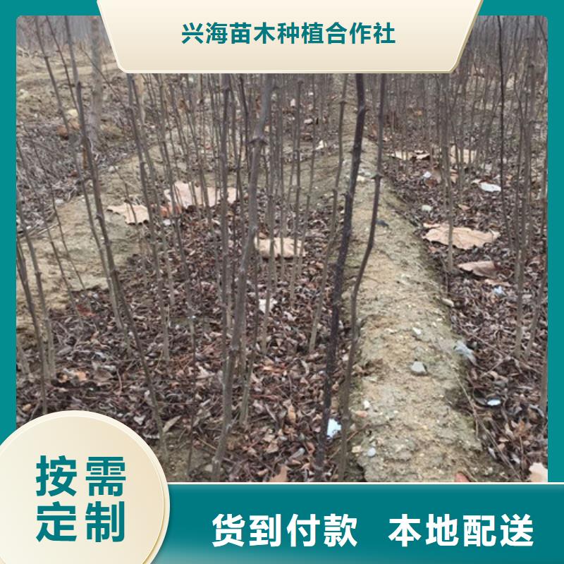 花椒苗李子苗現貨充足