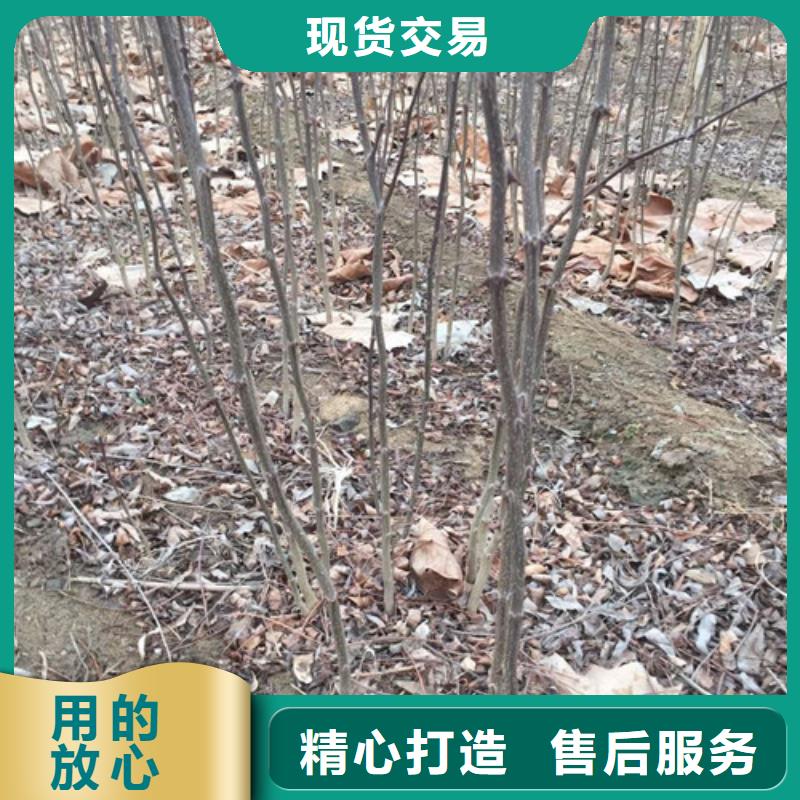花椒苗【核桃苗】品質(zhì)有保障
