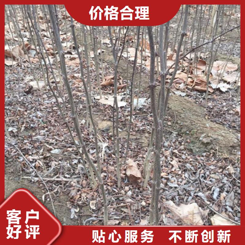 花椒苗桃樹苗嚴選材質