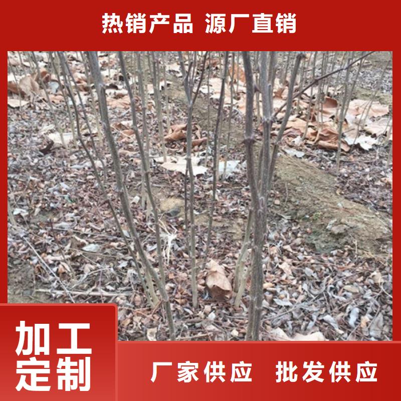 花椒苗山楂苗多家仓库发货